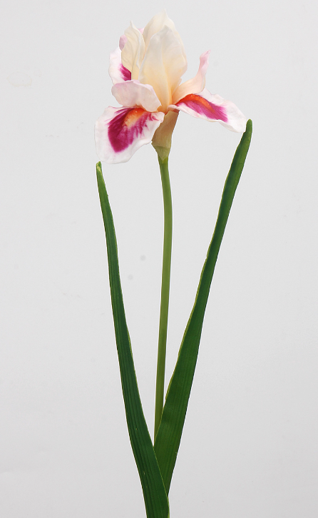 Iris 55cm