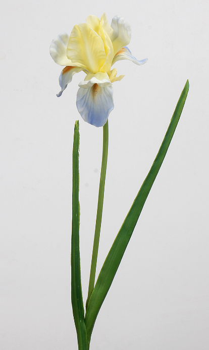 Iris 55cm