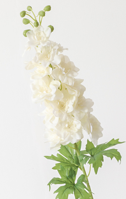 Delphinium80cm