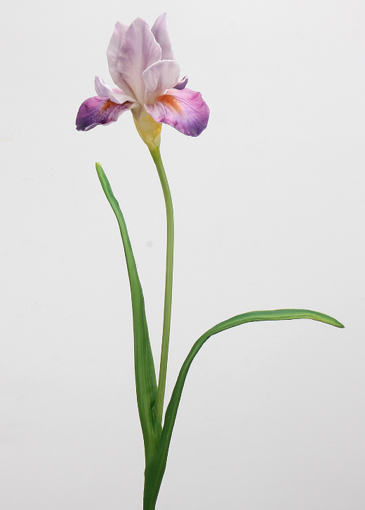 Iris 55cm