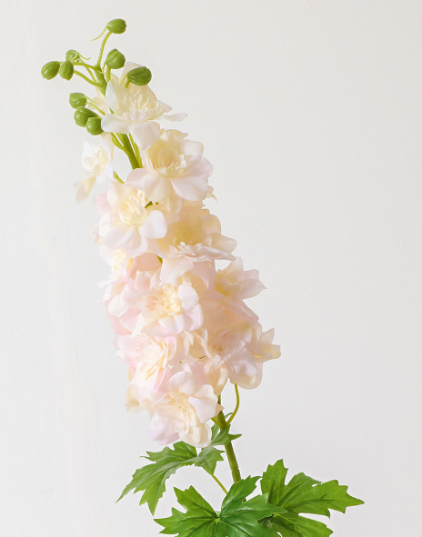 Delphinium80cm