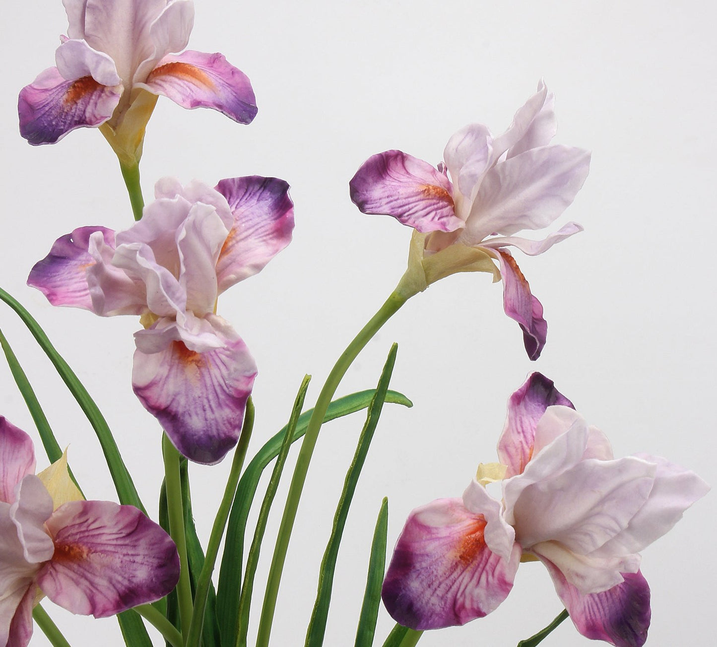 Iris 55cm