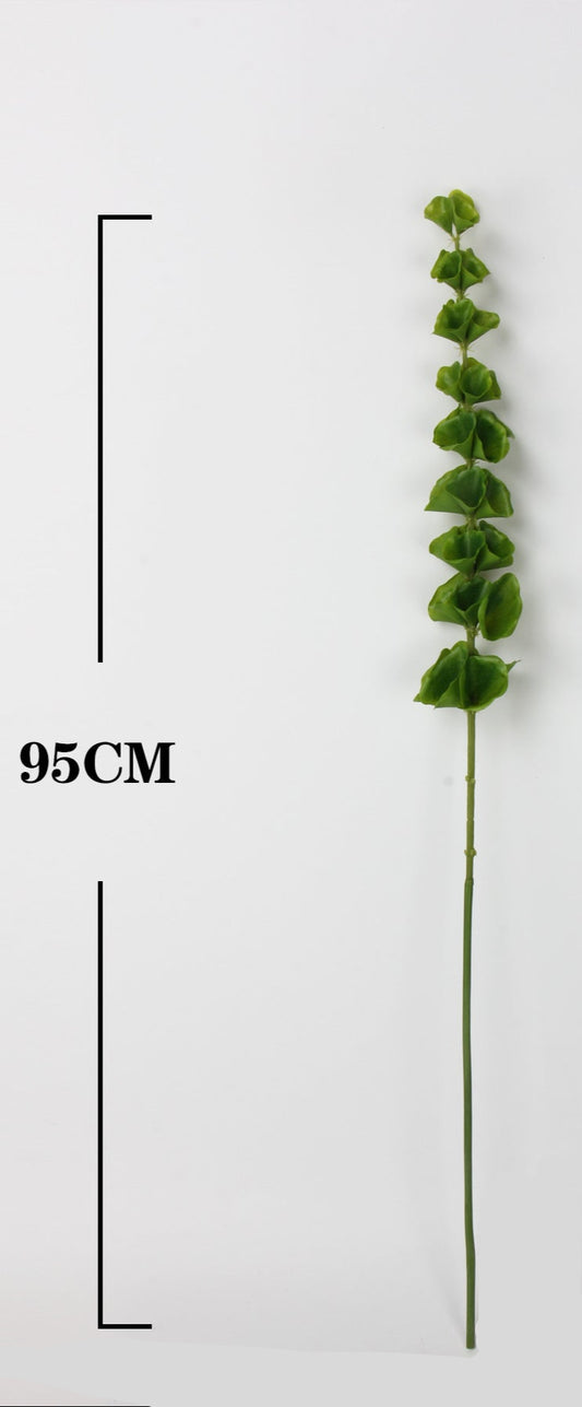 Moluccella laevis（Bells-of-Ireland）95cm