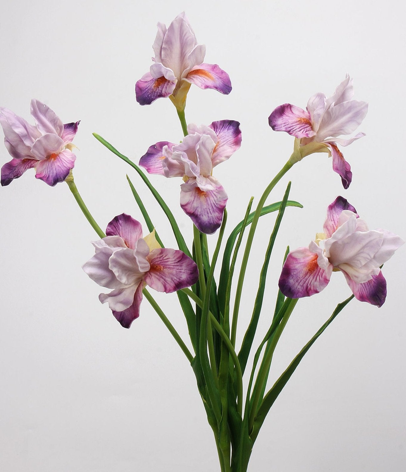 Iris 55cm