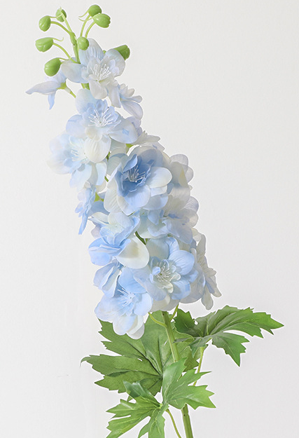 Delphinium80cm